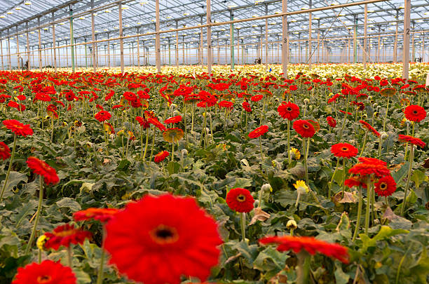 istock Greenhouse Full of Gerbia's 451303923