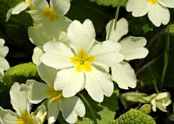 istock Bright roadside primrose Primula vulgaris besmirched with grime 451305495