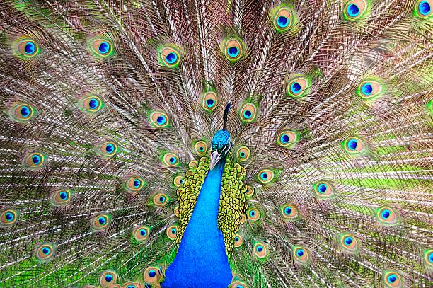 istock the peacock spreads its tail 15 451312071