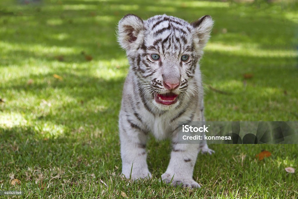 Baby Biały tygrys. - Zbiór zdjęć royalty-free (Młode)