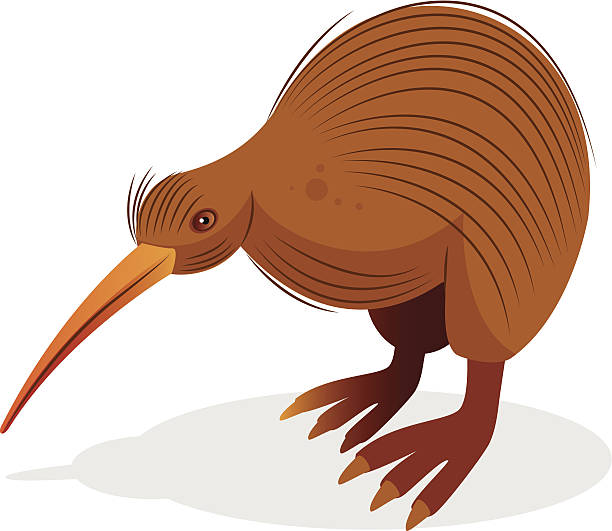 Kiwi Bird Cartoons Illustrations, Royalty-Free Vector Graphics & Clip Art -  iStock