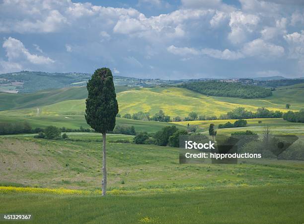 Solitary Cipresso Nel Paesaggio Toscano - Fotografie stock e altre immagini di Agricoltura - Agricoltura, Albero, Ambientazione esterna