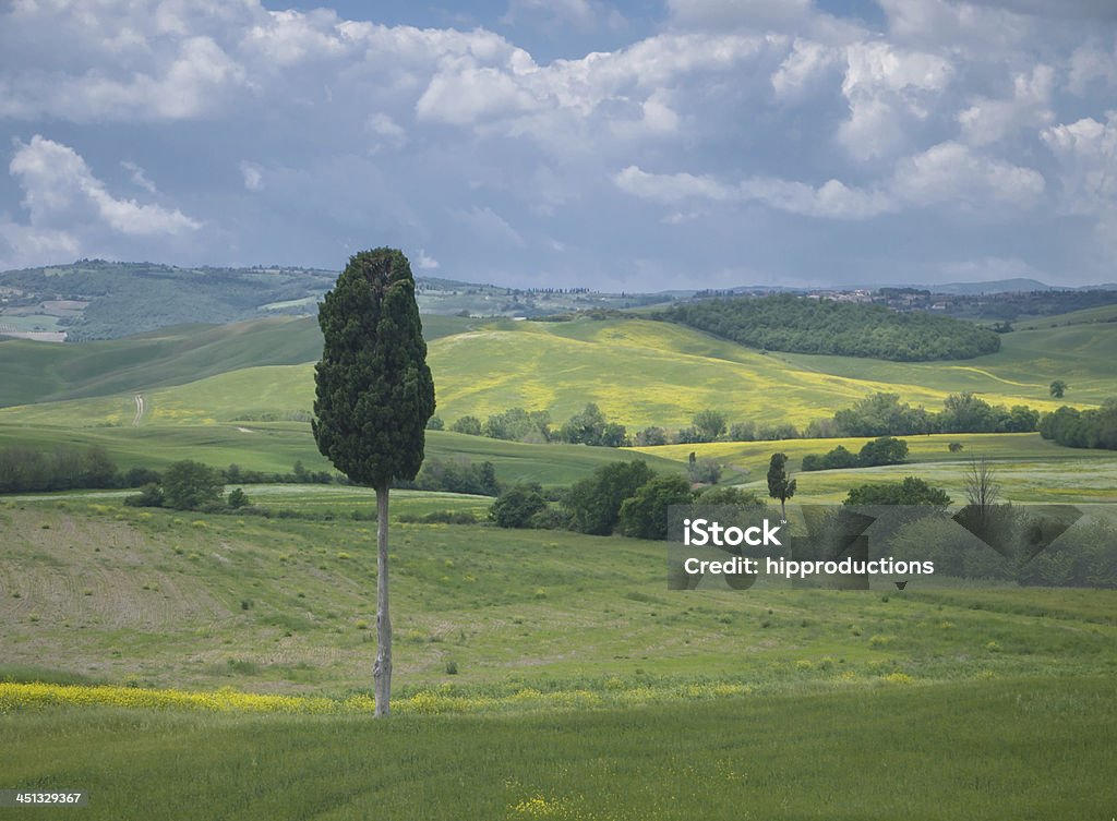 Solitary cypress árvore na paisagem toscana - Foto de stock de Agricultura royalty-free