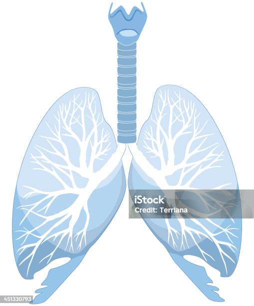 人の肺構造と Bronchiole - 医療用スキャンのベクターアート素材や画像を多数ご用意 - 医療用スキャン, イラストレーション, カットアウト