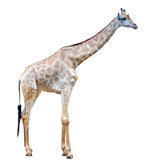 istock Portrait of a giraffe 451330795