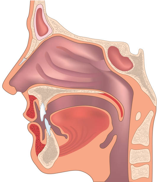 в области носа и горла структуру. - human muscle illustrations stock illustrations