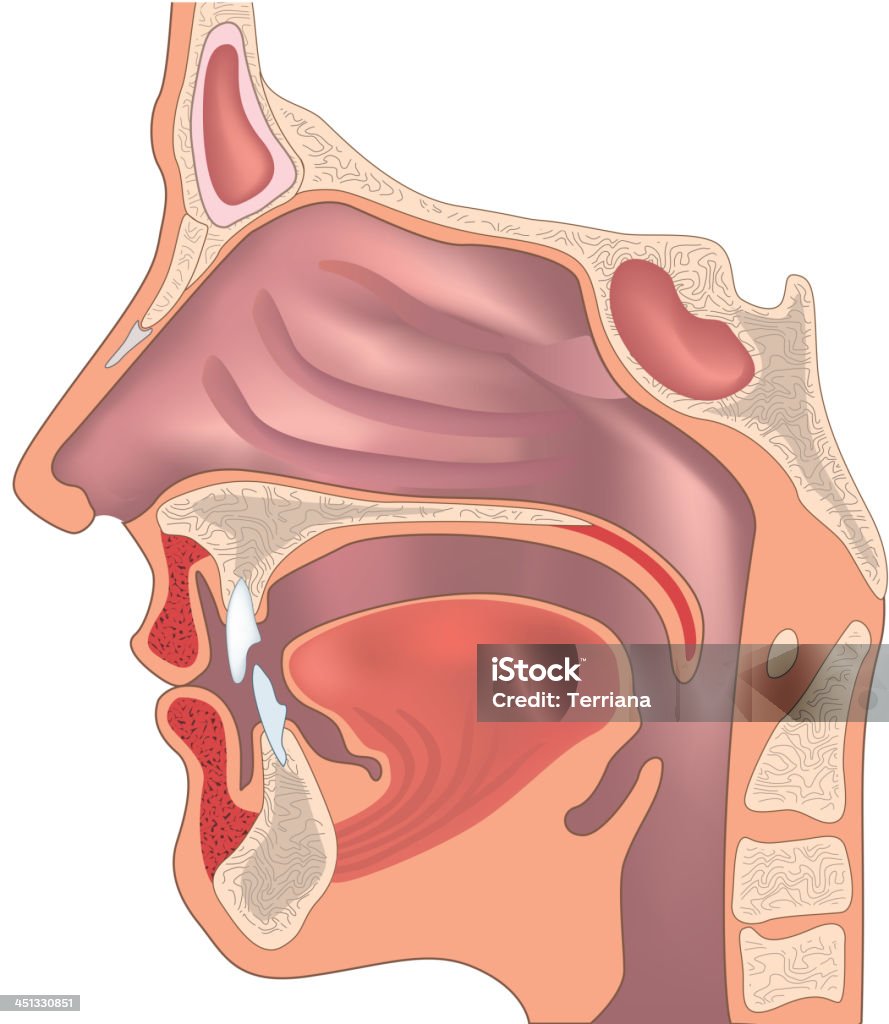 Human nose and throat structure. - Royaltyfri Anatomi vektorgrafik
