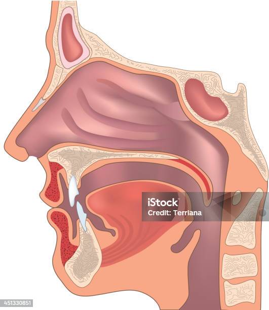 Human Nose And Throat Structure-vektorgrafik och fler bilder på Anatomi - Anatomi, Näsa, Farynx