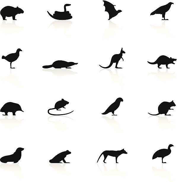 ilustrações de stock, clip art, desenhos animados e ícones de vector conjunto de ícones de animais da tasmânia - wombat animal mammal marsupial
