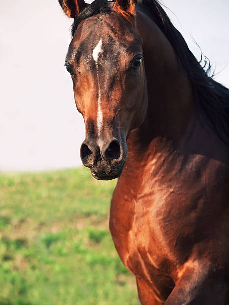 istock motion portrait of  beautiful  arab. close up 451335511