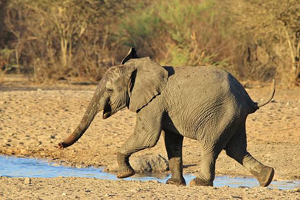 Elephant, vida selvagem africana fundo de corrida de inocência - foto de acervo