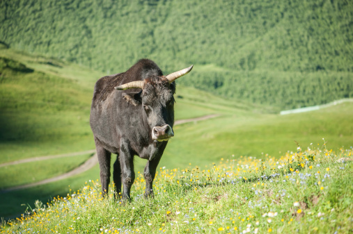 black bull on green field