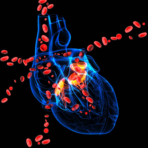 3 d render Herzklappen mit Blutkörperchen – Foto