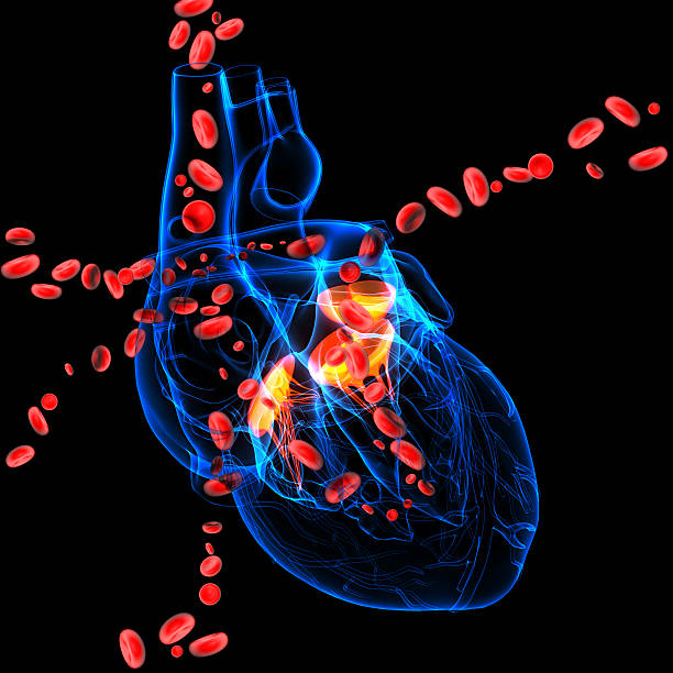 rendu 3d valvule cardiaque avec cellules sanguines - valvule cardiaque photos et images de collection