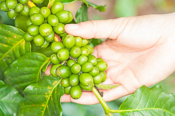 Hand hold coffee beans in natural Hand hold coffee beans in natural How To Grow And Care For Coffea Arabica In California USA stock pictures, royalty-free photos & images
