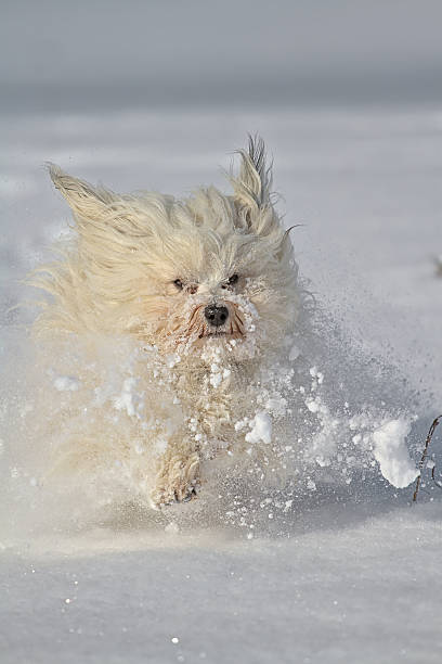istock Dog playing in the snow 451342089
