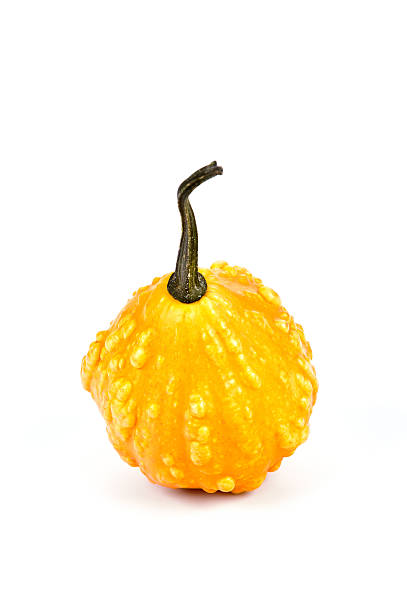 Small yellow pumpkin stock photo