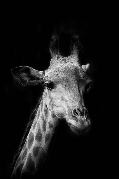 istock portrait of Giraffe 451342219