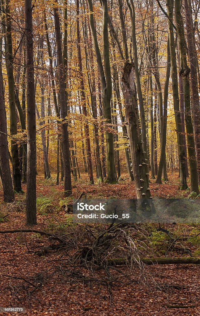 Foresta autunnale - Foto stock royalty-free di Albero