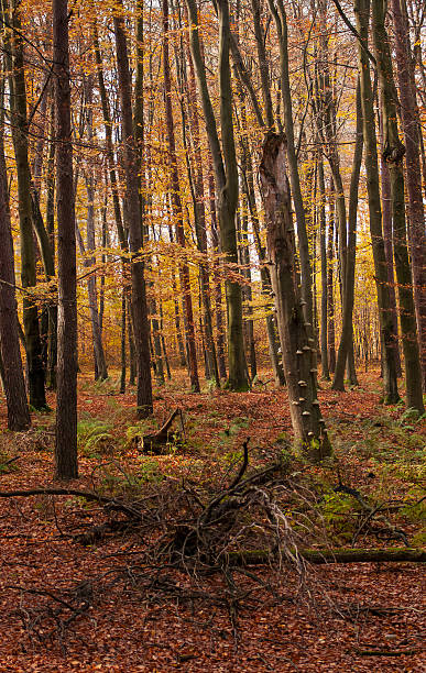 foresta autunnale - leaf autumn leafes tree foto e immagini stock