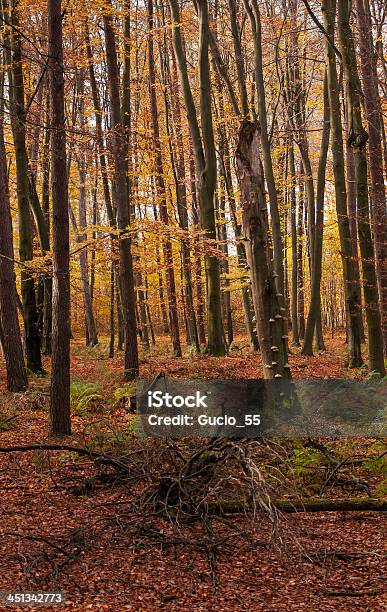 Jesienny Las - zdjęcia stockowe i więcej obrazów Bez ludzi - Bez ludzi, Brązowy, Buk - drzewo