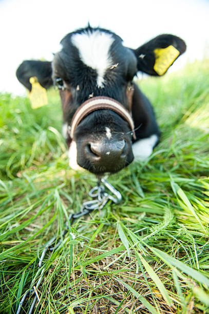 istock calves in the meadow race hf 451343247