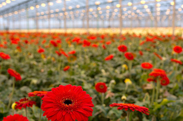 istock Greenhouse Full of Gerbia's 451345471