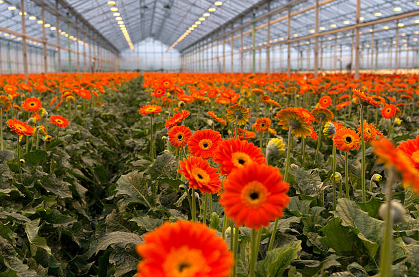 istock Peach Gerbera's in Greenhouse 451345545
