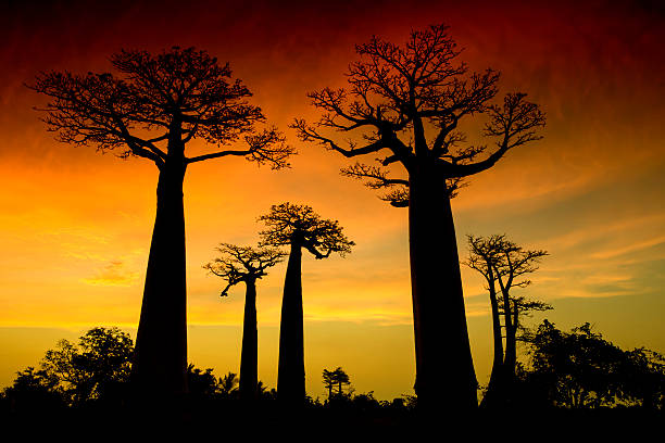 istock Silhouette of Baobab trees in Madagascar 451346597