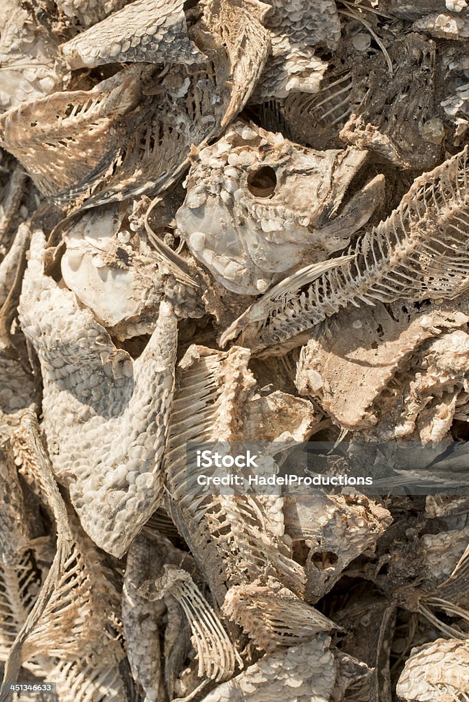 La muerte de los peces muertos de sequía - Foto de stock de Aire libre libre de derechos