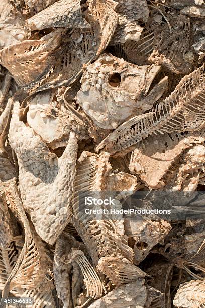 La Muerte De Los Peces Muertos De Sequía Foto de stock y más banco de imágenes de Aire libre - Aire libre, Animal muerto, Basura