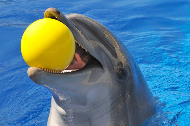 istock Portrait dolphin with a ball in the mouth 451346899