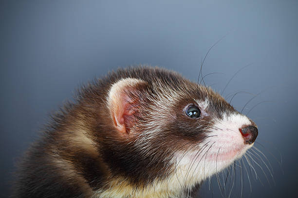 istock Portrait of young ferret 451349109