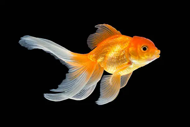 Photo of Goldfish