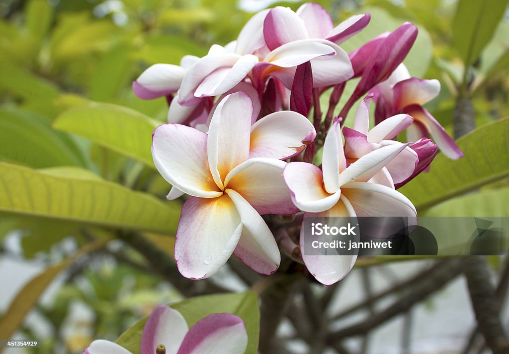 Rosa Plumeria Blüte - Lizenzfrei Blume Stock-Foto