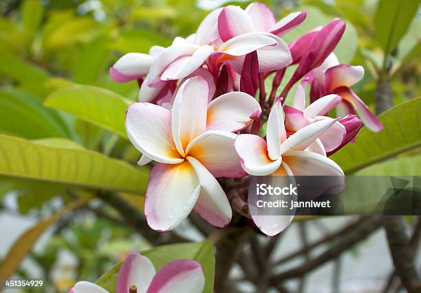 Rosa Plumeria Blüte Stockfoto und mehr Bilder von Blume - Blume, Bali, Baumblüte