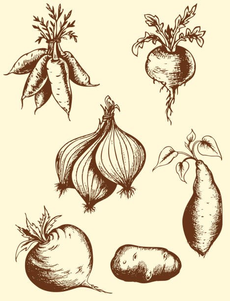 ilustrações, clipart, desenhos animados e ícones de mão desenhadas raízes - rutabaga