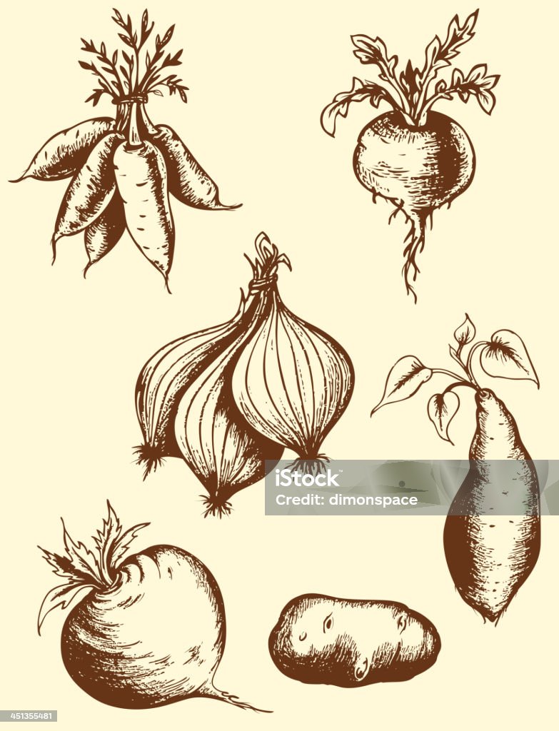 Hand drawn roots Set of vector vintage hand drawn roots Sweet Potato stock vector