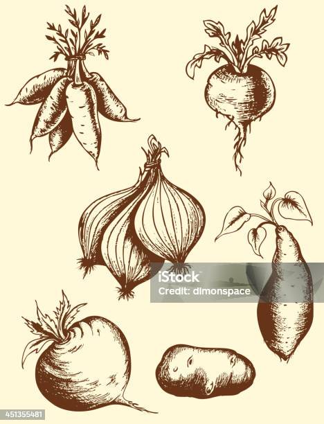 Hand Drawn Roots Stock Illustration - Download Image Now - Sweet Potato, Rutabaga, Illustration
