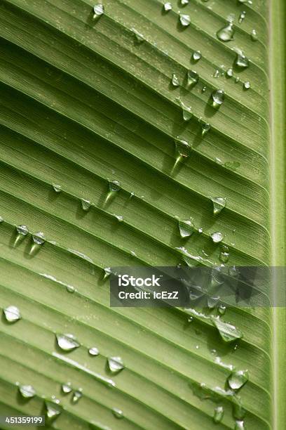 Wasser Und Blatt Stockfoto und mehr Bilder von Balkengerüst - Balkengerüst, Bildhintergrund, Blatt - Pflanzenbestandteile