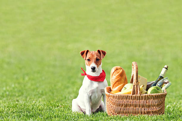 istock A dog sitting in the grass next to a full picnic basket 451359721