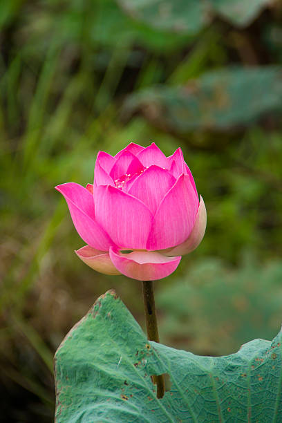 istock Pink Beautiful lotus flower. Buddhist religious symbol. 451363963