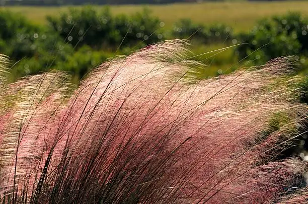 Pink Muhly Grass at St. Augustine, Florida marsh land.