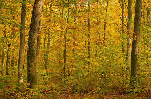foresta autunnale - leaf autumn leafes tree foto e immagini stock