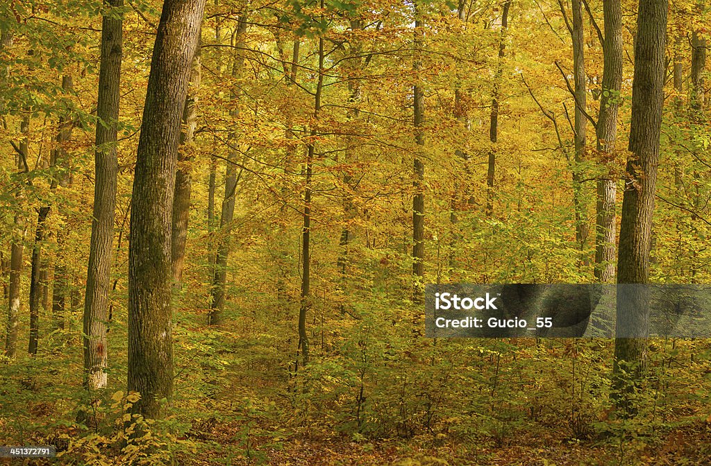 Floresta de outono - Royalty-free Amarelo Foto de stock