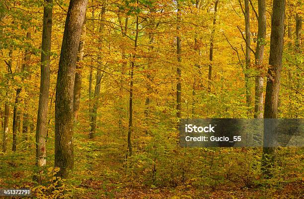 Floresta De Outono - Fotografias de stock e mais imagens de Amarelo - Amarelo, Angiospermas, Ao Ar Livre