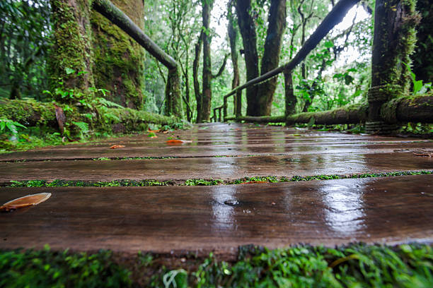 Wooden Bridges stock photo