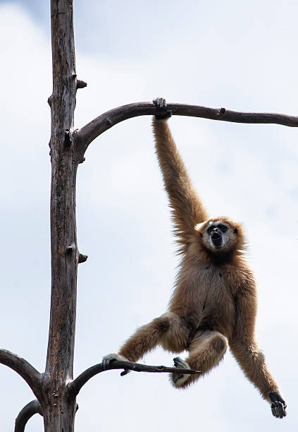 istock Lar Gibbon hanging on a tree 451373517