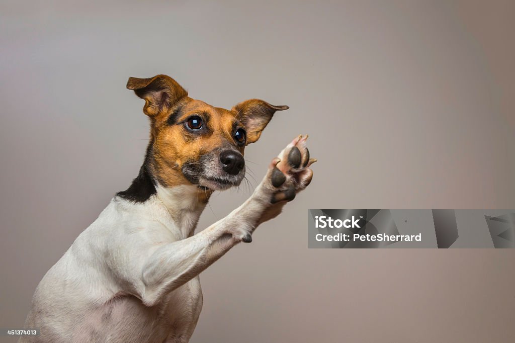 Little dog giving a High-five. A Jack Russell Terrier with an inquisitive expression, giving a high-five. His paw raised in the air. The focus is on the dogs's face. Dog Stock Photo