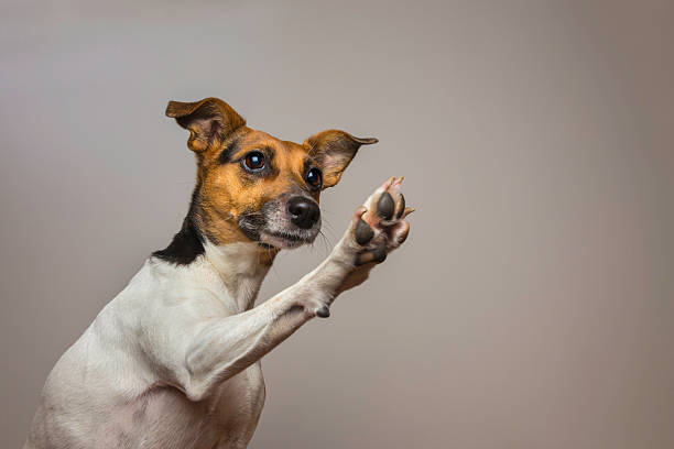 Little dog giving a High-five. stock photo